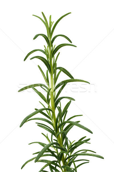 Stockfoto: Rosmarijn · kruid · witte · groene · plant · Spice