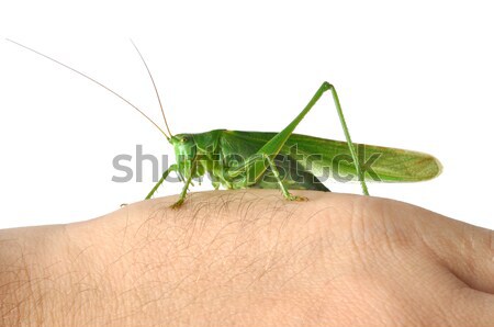 Hand with Grasshopper Stock photo © ajt