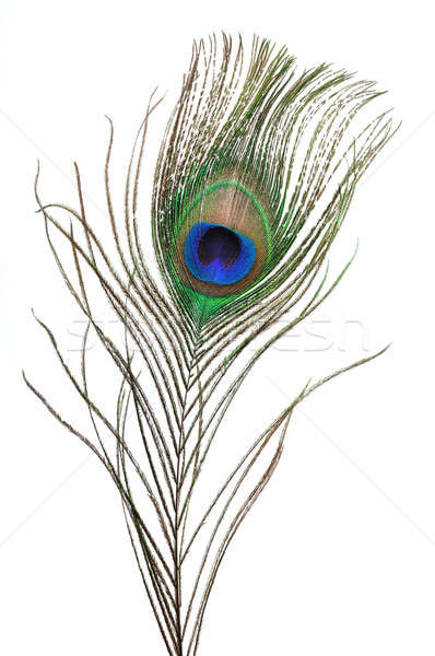 Peacock feather Stock photo © ajt
