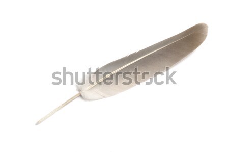 Dove feather Stock photo © ajt