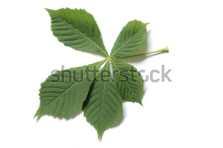 Leaf Stock photo © ajt