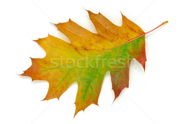 Oak leaf Stock photo © ajt