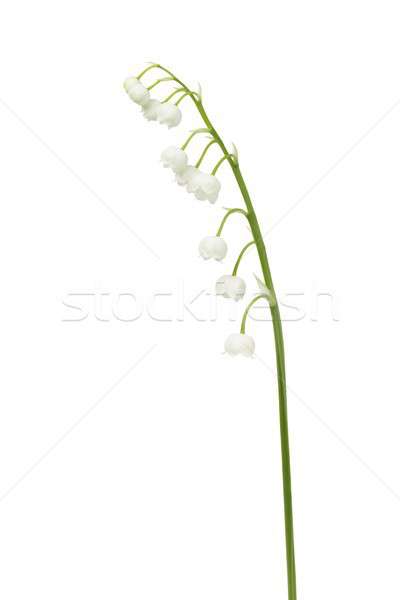 Lilie Tal Blumen isoliert weiß Stock foto © ajt