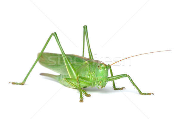 Grasshopper Stock photo © ajt