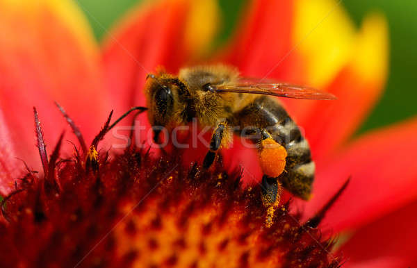 Stockfoto: Bee · bloem · afbeelding · drukke · natuur · werken