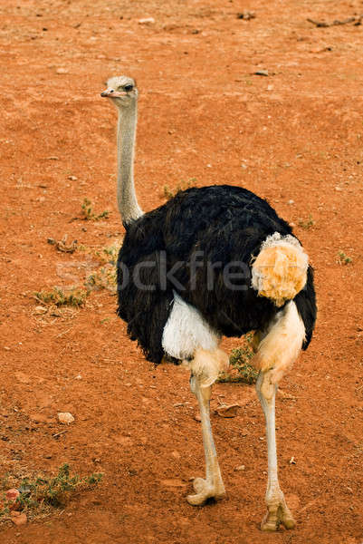 Struś zdjęcie patrząc powrót szyi zoo Zdjęcia stock © akarelias