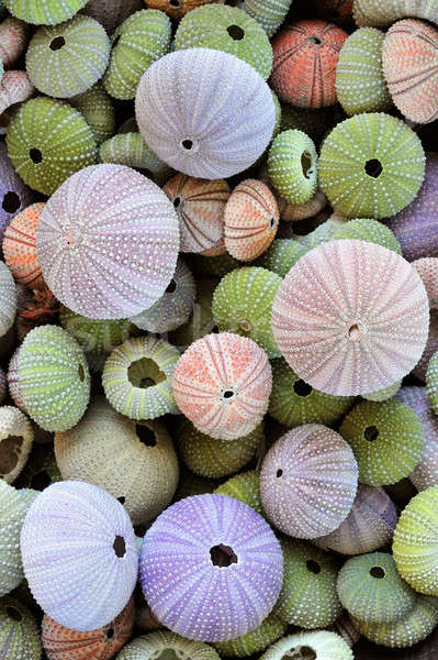 Collection of colorful sea urchin shells Stock photo © akarelias
