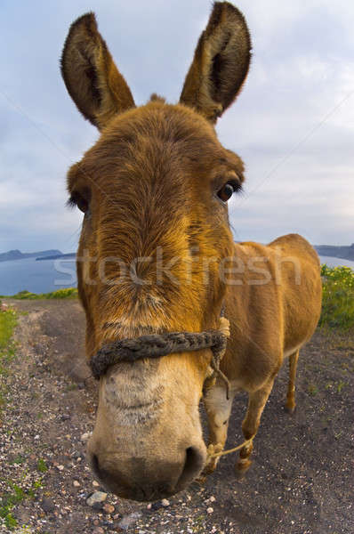 Donkey Stock photo © akarelias