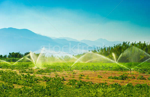 öntözés zöldség farm forró nyár reggel Stock fotó © akarelias
