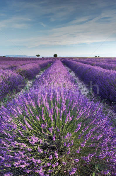 Lavender field in Provence during early hours of the morning Stock photo © akarelias