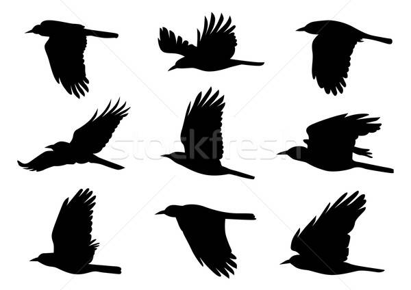 Birds in Flight - 9 Vector Illustrations Stock photo © Akhilesh