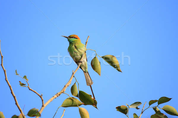 Verde abeja aves nueva delhi India cielo Foto stock © Akhilesh