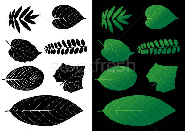 Folha silhueta vetor ilustrações natureza verde Foto stock © Akhilesh