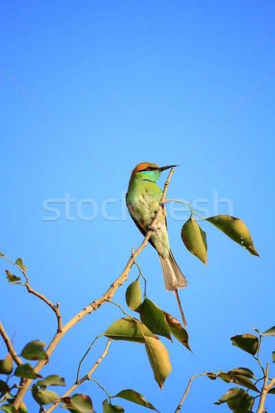 Green Bee Eater Bird with Blue Sky in New Delhi, India Stock photo © Akhilesh