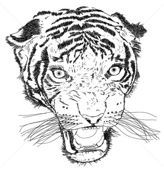 Detailed Tiger Face Vector Illustration - Handmade Stock photo © Akhilesh