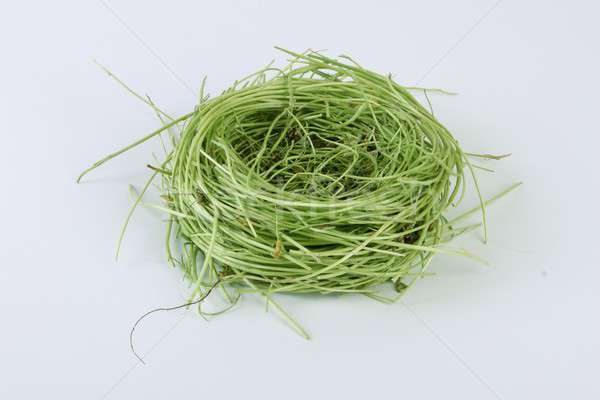 Green colored Bird's nest Stock photo © Akhilesh