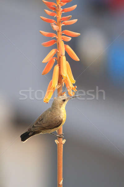 Stok fotoğraf: Sarı · yaban · hayatı · aloe · bitki · çiçek