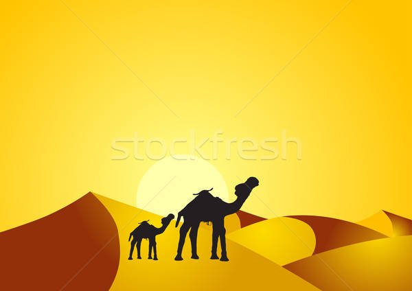 Camelo bebê deserto areia África Foto stock © Akhilesh