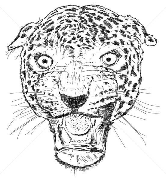 Detailed Leopard Face Vector Illustration - Handmade Stock photo © Akhilesh