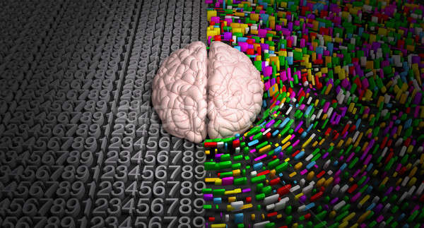 Left Brain & Right Brain Stock photo © albund