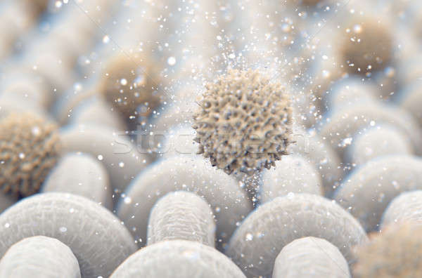 Mikro kumaş mikroskobik görmek basit Stok fotoğraf © albund