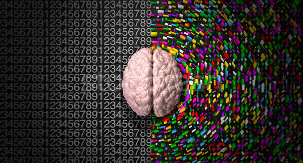 A typical brain with the left side depicting an analytical, stru Stock photo © albund