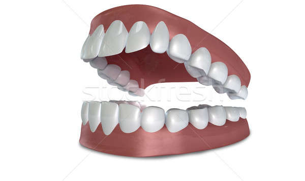 Teeth Set Open Isolated Stock photo © albund