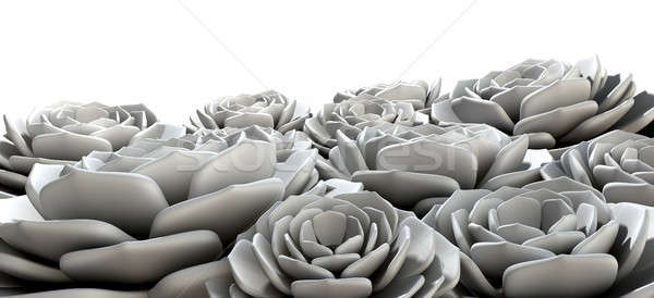 Rock Rose Succulents Grey Stock photo © albund