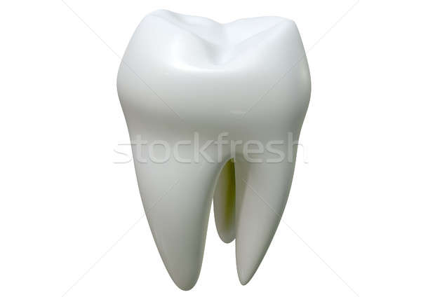 Single Tooth Stock photo © albund