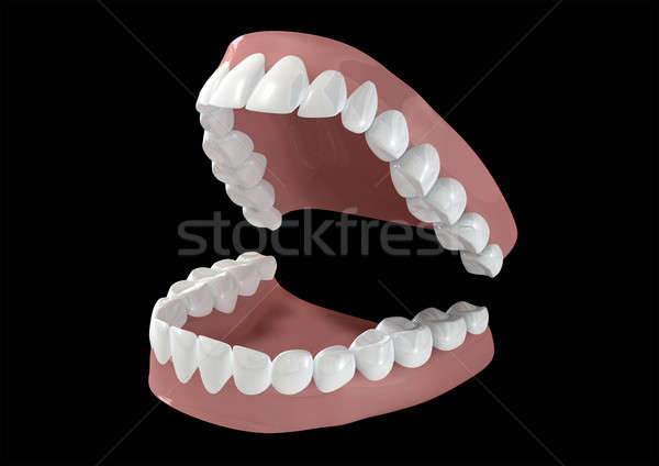 Teeth And Gums Open Stock photo © albund