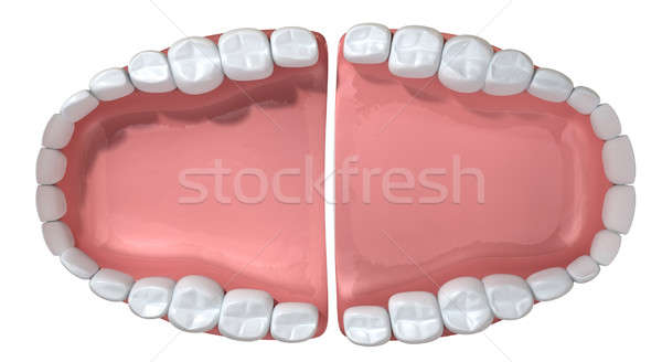 Open False Human Teeth Extreme Closeup Stock photo © albund
