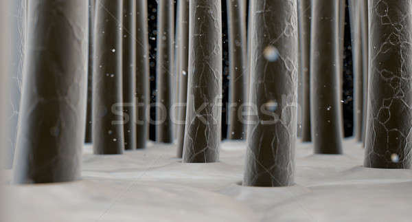 Microscopica capelli primo piano view pelle Foto d'archivio © albund