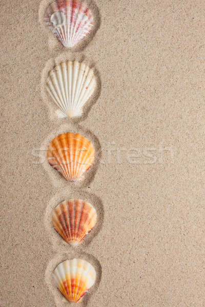 Stripe of seashells lying on the sand Stock photo © alekleks