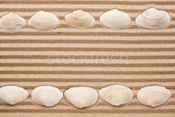 Stock photo: Two rows of sea shells lying on the sand