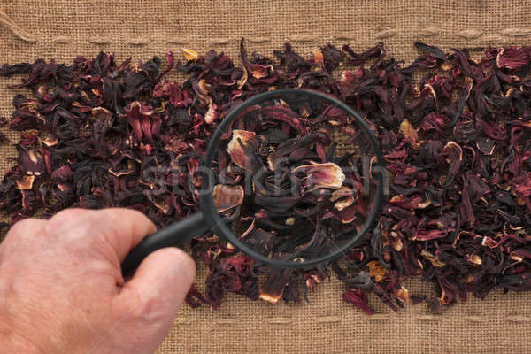Man's hand with magnifying glass over hibiscus  Stock photo © alekleks
