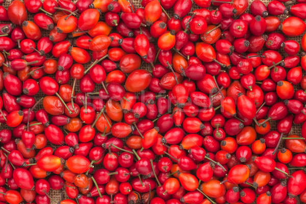 Background out of wild rose  Stock photo © alekleks