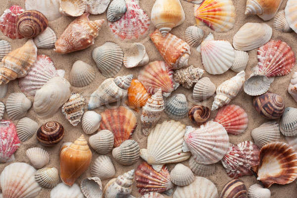 Sea shells on sand  Stock photo © alekleks