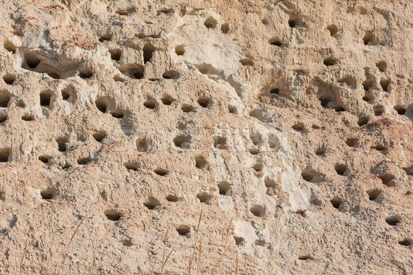 Swallow  nests in the sand on the beach Stock photo © alekleks