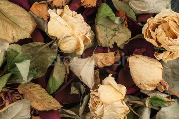 Stock fotó: Aszalt · rózsák · levelek · szirmok · textúra · háttér