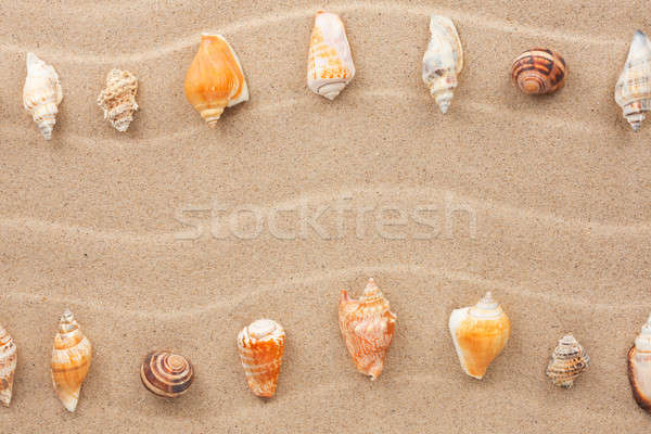 Stripe of sea shells lying on the sand Stock photo © alekleks