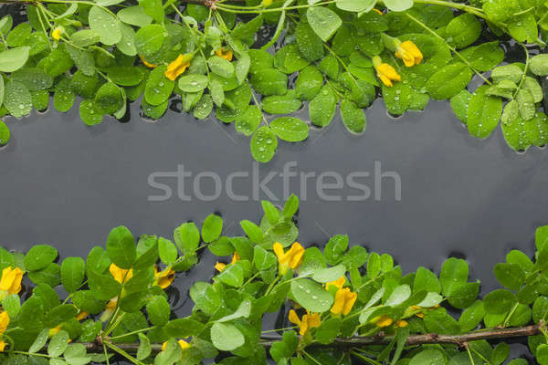 Foto stock: Folhas · flores · amarelas · água · espaço · flores · folha