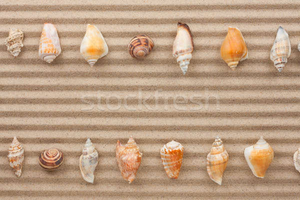 Stock photo: Two rows of sea shells lying on the sand