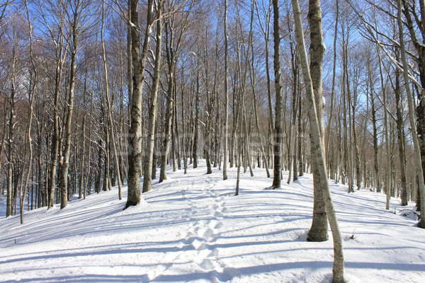 ストックフォト: 歩道 · 雪 · 森林 · 木材 · スポーツ