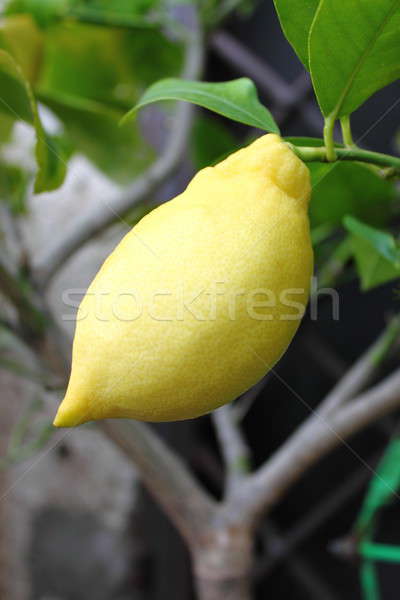 Amarillo limonero limón árbol naturaleza frutas Foto stock © alessandro0770