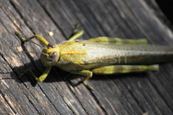 Cricket Stock photo © alessandro0770