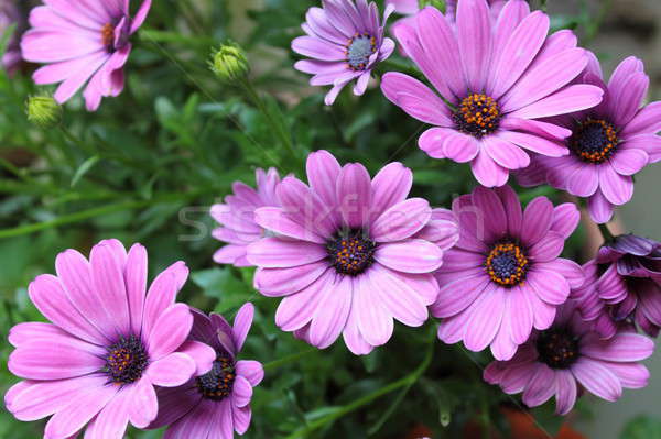 Stock photo: Pink daisies