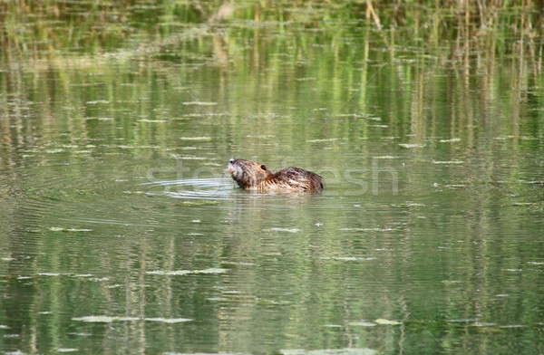 European Otter Stock photo © alessandro0770