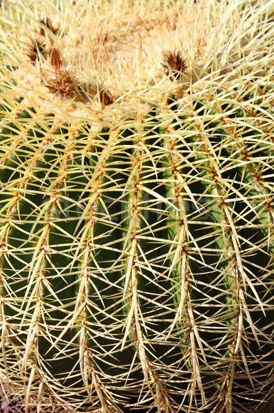 Arany hordó kaktusz közelkép kilátás természet Stock fotó © alessandro0770