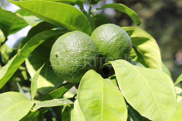 Verde árbol limonero hoja tienda Foto stock © alessandro0770