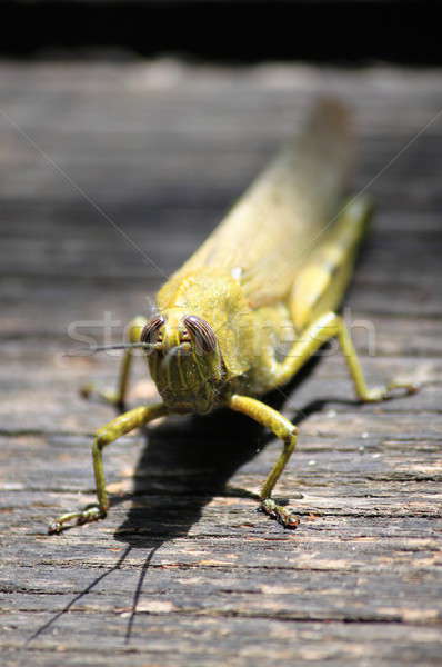 Cricket Stock photo © alessandro0770